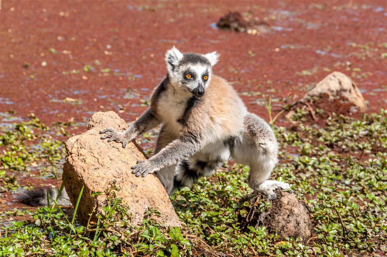 Ring-tailedlemurLemurcatta-Madagascar_315406250.jpg